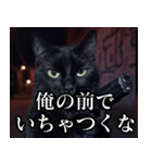 ハードボイルド毒舌猫【黒猫・架空映画風】（個別スタンプ：17）