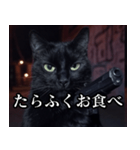 ハードボイルド毒舌猫【黒猫・架空映画風】（個別スタンプ：31）