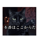 ハードボイルド毒舌猫【黒猫・架空映画風】（個別スタンプ：33）