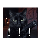 ハードボイルド毒舌猫【黒猫・架空映画風】（個別スタンプ：38）
