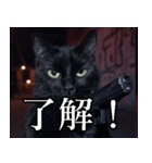 ハードボイルド毒舌猫【黒猫・架空映画風】（個別スタンプ：40）