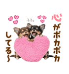 毎日使える！感情豊かで可愛いチワワ（個別スタンプ：1）