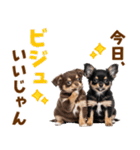 毎日使える！感情豊かで可愛いチワワ（個別スタンプ：2）