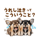 毎日使える！感情豊かで可愛いチワワ（個別スタンプ：3）