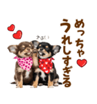 毎日使える！感情豊かで可愛いチワワ（個別スタンプ：4）