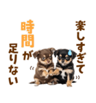 毎日使える！感情豊かで可愛いチワワ（個別スタンプ：7）