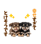 毎日使える！感情豊かで可愛いチワワ（個別スタンプ：8）