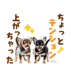 毎日使える！感情豊かで可愛いチワワ（個別スタンプ：9）