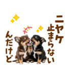 毎日使える！感情豊かで可愛いチワワ（個別スタンプ：10）