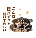 毎日使える！感情豊かで可愛いチワワ（個別スタンプ：11）