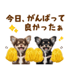 毎日使える！感情豊かで可愛いチワワ（個別スタンプ：12）