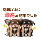 毎日使える！感情豊かで可愛いチワワ（個別スタンプ：13）