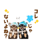 毎日使える！感情豊かで可愛いチワワ（個別スタンプ：15）