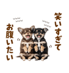 毎日使える！感情豊かで可愛いチワワ（個別スタンプ：16）