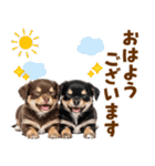 毎日使える！感情豊かで可愛いチワワ（個別スタンプ：17）
