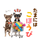 毎日使える！感情豊かで可愛いチワワ（個別スタンプ：20）