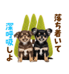 毎日使える！感情豊かで可愛いチワワ（個別スタンプ：22）