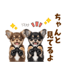 毎日使える！感情豊かで可愛いチワワ（個別スタンプ：23）