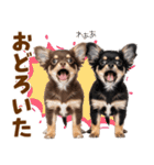 毎日使える！感情豊かで可愛いチワワ（個別スタンプ：24）