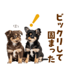 毎日使える！感情豊かで可愛いチワワ（個別スタンプ：25）
