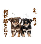 毎日使える！感情豊かで可愛いチワワ（個別スタンプ：26）