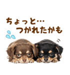 毎日使える！感情豊かで可愛いチワワ（個別スタンプ：28）