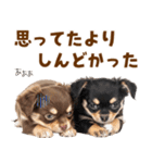 毎日使える！感情豊かで可愛いチワワ（個別スタンプ：29）