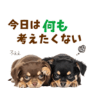 毎日使える！感情豊かで可愛いチワワ（個別スタンプ：30）