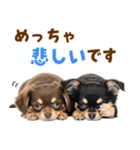 毎日使える！感情豊かで可愛いチワワ（個別スタンプ：31）