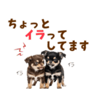 毎日使える！感情豊かで可愛いチワワ（個別スタンプ：33）