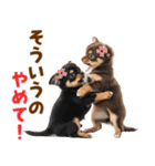 毎日使える！感情豊かで可愛いチワワ（個別スタンプ：34）