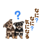 毎日使える！感情豊かで可愛いチワワ（個別スタンプ：35）