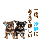 毎日使える！感情豊かで可愛いチワワ（個別スタンプ：36）