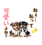 毎日使える！感情豊かで可愛いチワワ（個別スタンプ：37）