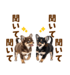 毎日使える！感情豊かで可愛いチワワ（個別スタンプ：38）