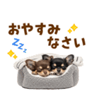 毎日使える！感情豊かで可愛いチワワ（個別スタンプ：40）