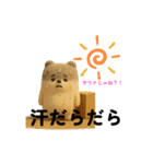 ジャンガリアンハムスター ぷくちゃん日和（個別スタンプ：11）