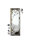 ポルコレ2025cats（個別スタンプ：28）