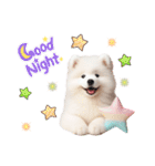 かわいいサモエドの犬スタンプ（個別スタンプ：4）