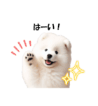 かわいいサモエドの犬スタンプ（個別スタンプ：5）