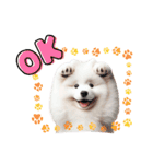 かわいいサモエドの犬スタンプ（個別スタンプ：6）
