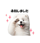 かわいいサモエドの犬スタンプ（個別スタンプ：9）