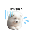 かわいいサモエドの犬スタンプ（個別スタンプ：10）