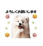 かわいいサモエドの犬スタンプ（個別スタンプ：11）