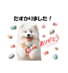 かわいいサモエドの犬スタンプ（個別スタンプ：12）