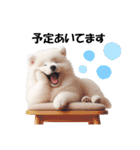 かわいいサモエドの犬スタンプ（個別スタンプ：20）