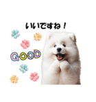 かわいいサモエドの犬スタンプ（個別スタンプ：21）