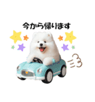かわいいサモエドの犬スタンプ（個別スタンプ：23）