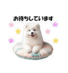 かわいいサモエドの犬スタンプ（個別スタンプ：24）