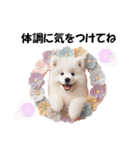 かわいいサモエドの犬スタンプ（個別スタンプ：27）